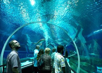 AquaRio: Um Olhar diferente