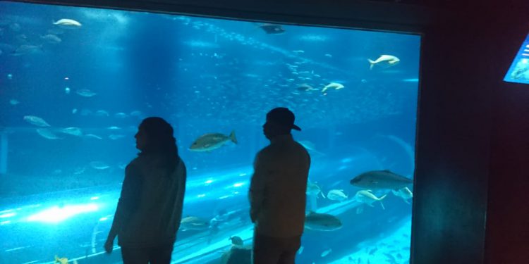 AquaRio: Projeto sentir para amar