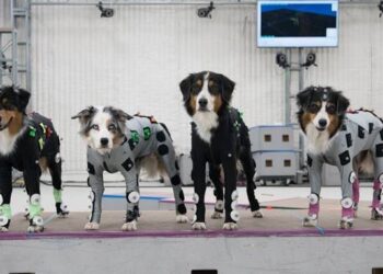 The Last of Us II – Amolecendo seu coração com os cães do jogo