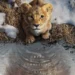 “Mufasa: O Rei Leão” – A Origem do Herói que Marcou Gerações