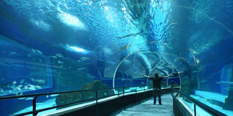 AquaRio Recebe Dupla Certificação de Acessibilidade: Um Marco para o Turismo Inclusivo no Rio