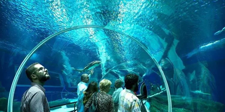 AquaRio: Um Olhar diferente