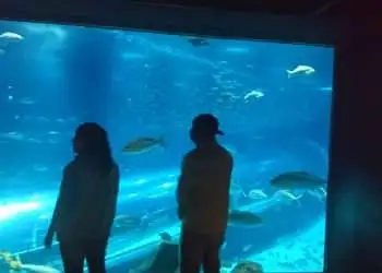 AquaRio: Projeto sentir para amar