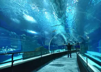 AquaRio Recebe Dupla Certificação de Acessibilidade: Um Marco para o Turismo Inclusivo no Rio